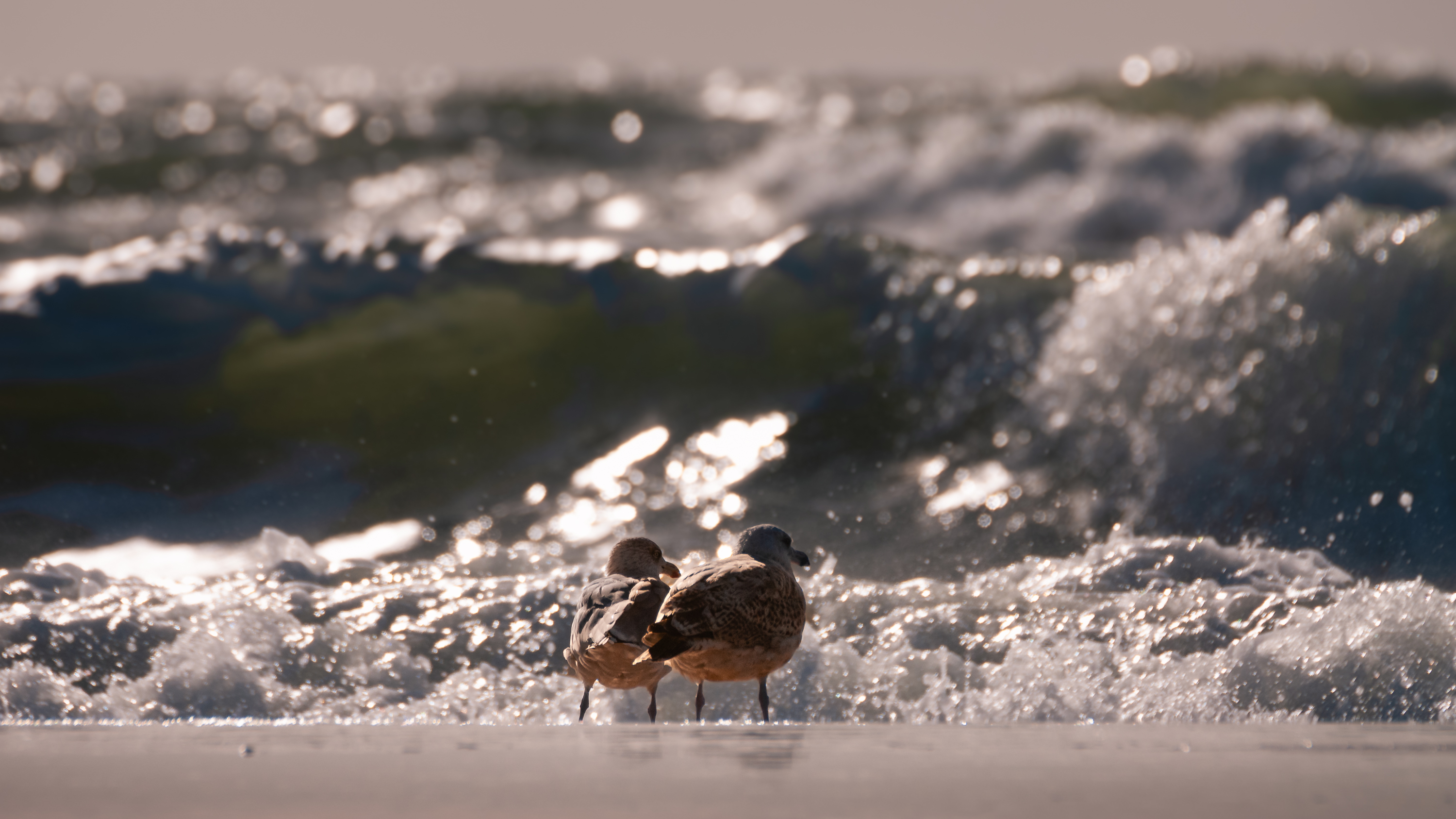 Urlaub Sylt   03894